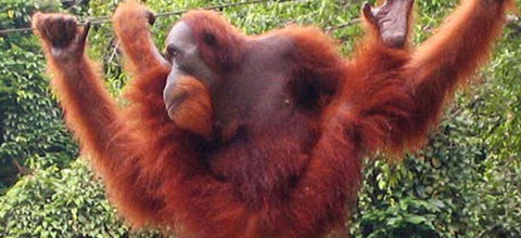 Here is an orangutan as a comment on Donald Trump’s hair.