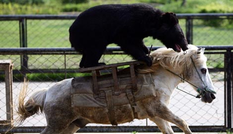 Sometimes you ride the bear, and sometimes, well, he rides you.