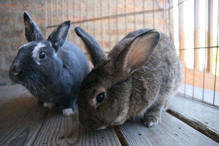 Stinque » Talibunny Palate Cleanser