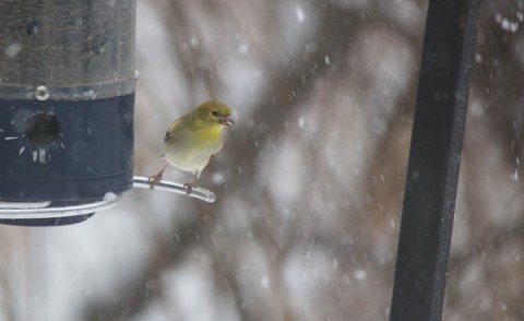 February. Outside my study window.