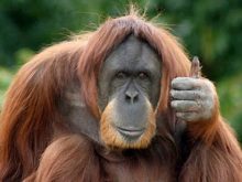 orangutan